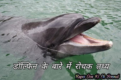 Amazing fact about Dolphins (डॉल्फिन के बारे में रोचक तथ्य)