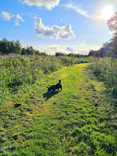 Wiese Hund marrekrite