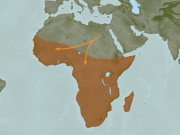 French+colonies+in+africa