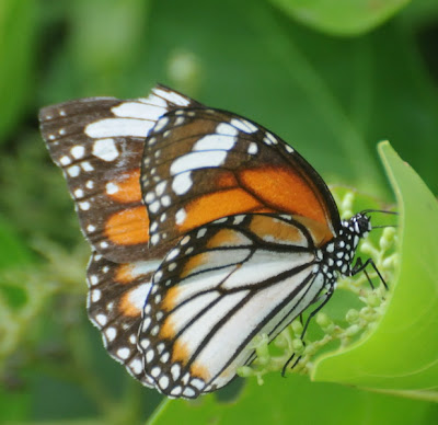 Common Tiger (Danaus genutia)