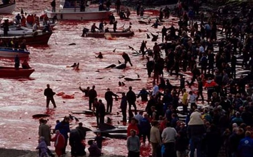 Brutality as a Ceremonial Act  disturbing images