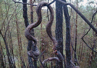 COBRA GIGANTE MORRE ELETROCUTADA E VIRA COMIDA DE MORADORES