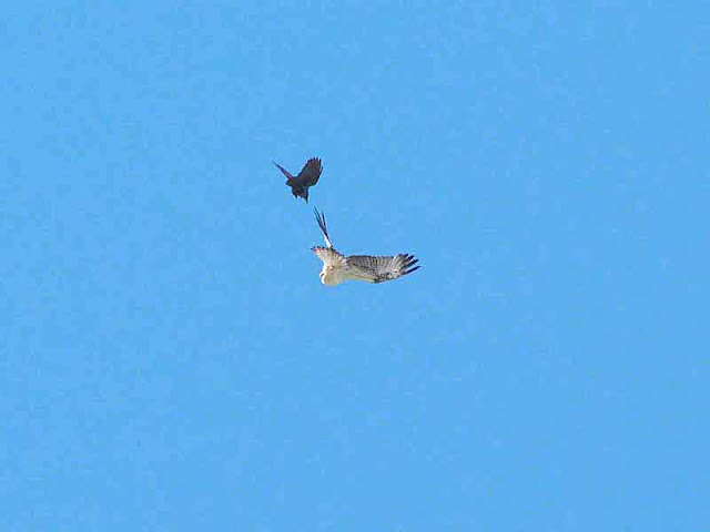 Crow vs Osprey