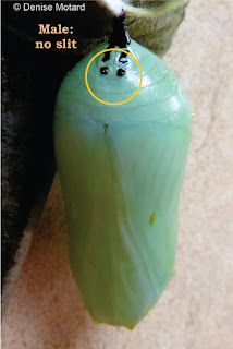 Male Monarch chrysalis - © Denise Motard