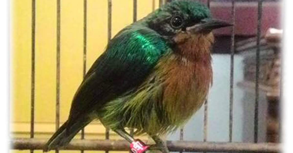 Burung Decu Wulung Jantan Dan Betina - Download Suara ...