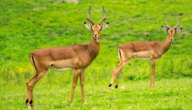 antelopes,jinka, జింక