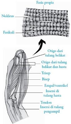 Perlekatan otot rangka dan bagian-bagian otot rangka