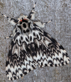 Black Arches, Lymantria monacha.  On the fence near my light trap in Crowborough on 13 July 2018