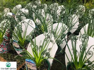 Albuca Spiralis: The Unusual Spiral Succulent