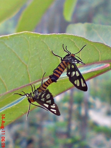 Amata huebneri_Wasp Moth_Ngengat Tawon_mating