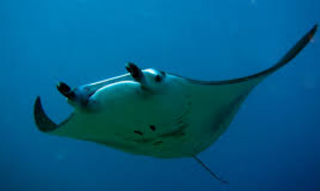 Pari Manta (Manta spp)