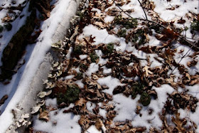 old windfallen birch feeding mushrooms