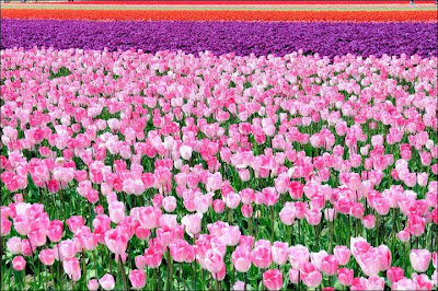 Garden Tulips in Netherlands