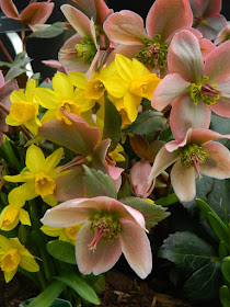 Helleborus x ericsmithii Pirouette and Jetfire daffodils Toronto Botanical Garden spring container by garden muses-not another Toronto gardening blog