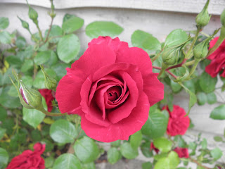 A Hampton Court Show 2012 Rose