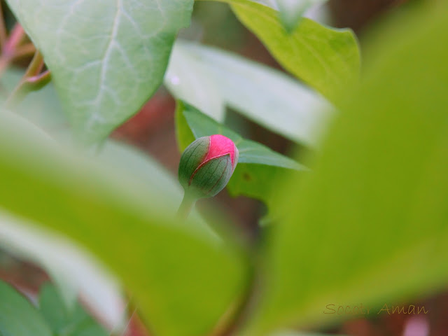 Paeonia obovata