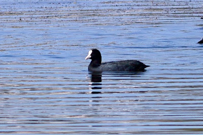 "Eurasian Coot - Fulica atra winter visitor, It is largely black except for the white bill and frontal shield, gliding gracefully in the placid Duck Pond of Mount Abu."