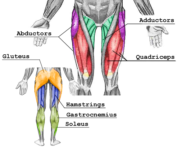 Training Hamstrings Bodybuilding