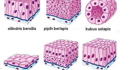 LAPORAN PRAKTIKUM BIOLOGI DASAR MEMPELAJARI JARINGAN  PADA 