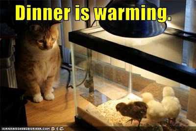 cat looking at chicken under light