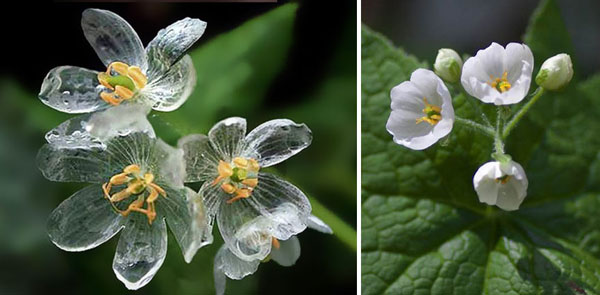 FLOR DO DIA - FLOR-ESQUELETO, A FLOR COM O INCRÍVEL PODER DE FICAR TRANSPARENTE De vidro ela não é, mas bem que parece ser.