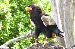 Bioparc Valencia.