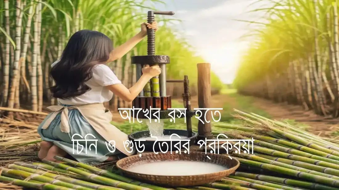 আখের রস হতে চিনি ও গুড় তৈরির প্রক্রিয়া