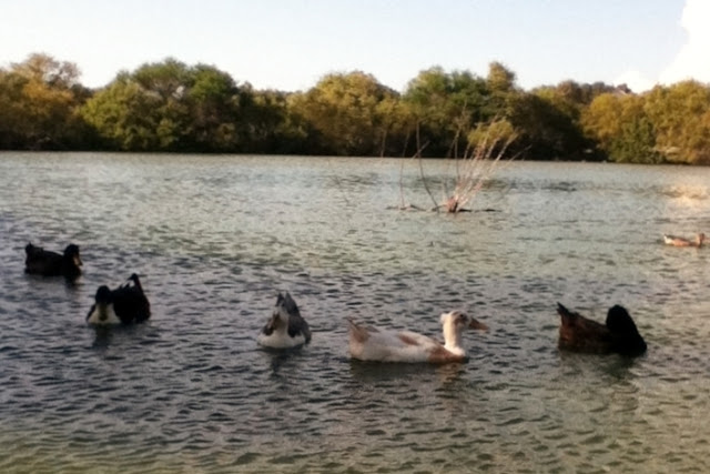 Feeding the ducks at the park image 3