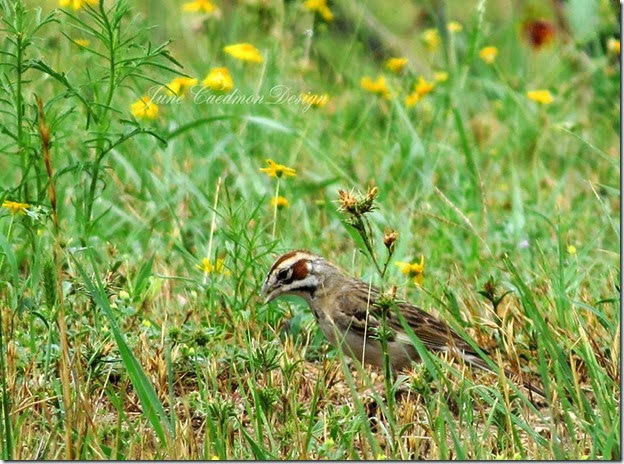 LarkSparrow