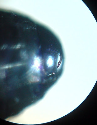 Tip of the Ballpoint PenMagnification - 100 Times