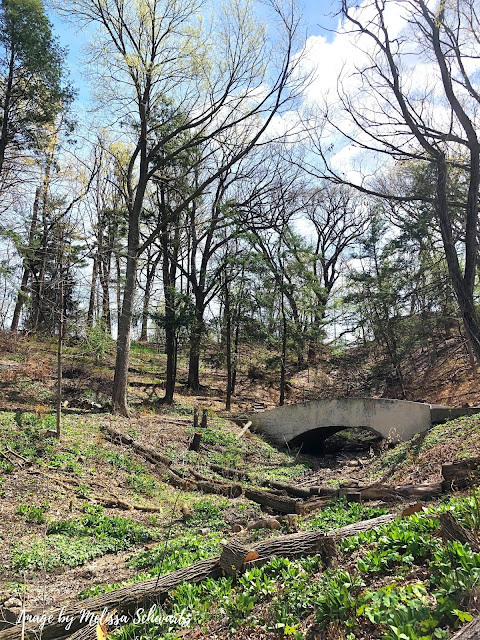 Above is the ravine where the spring will come down the hill creating a waterfall and pools.