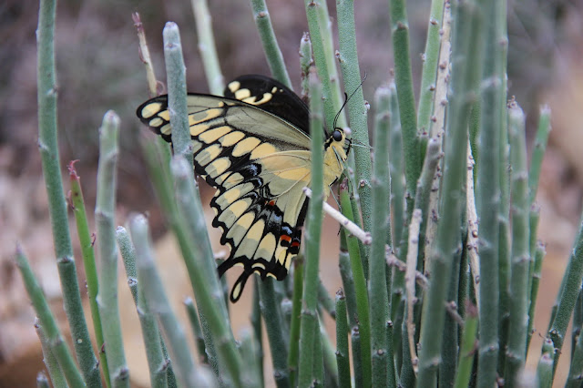 Papilio rumiko