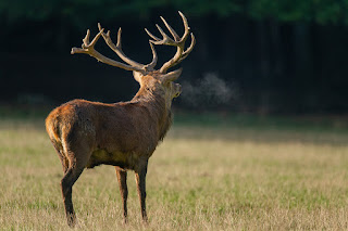 Naturfotografie Hirschbrunft Rothirsch Olaf Kerber