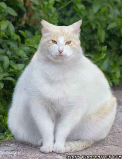 white fat cat