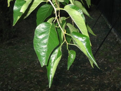 Osage Orange Tree. When this tree is allowed to