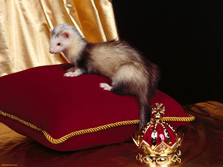 Ferrets Wallpapers