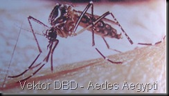 Aedes_Aegypti2