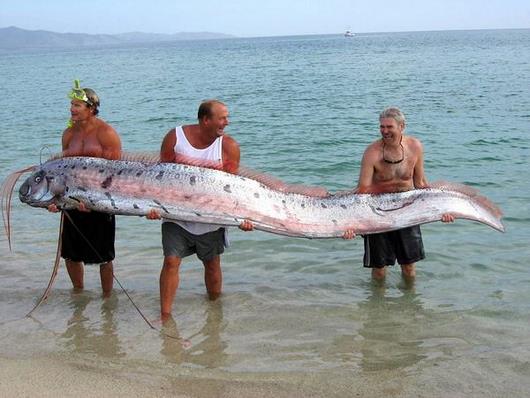 Misteri Oarfish, Ikan Purba Yang Erotis [ www.BlogApaAja.com ]