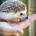 hedgehog 