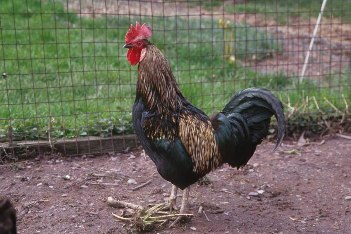 Gambar  Binatang  Ayam  Jago