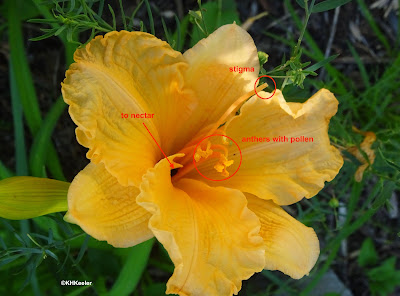 tawny daylily, Hemerocallis fulva