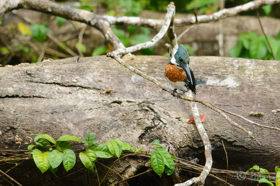 Laulu-kuningkalur, Chloroceryle amazona, Amazon Kingfisher