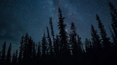 Dark, Night, Trees, Starry Sky, Stars