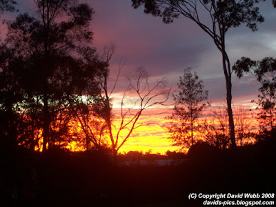 brilliant red sunrise with trees - australian gum trees in the foreground, layers of bright red and pink to blue clouds in the background