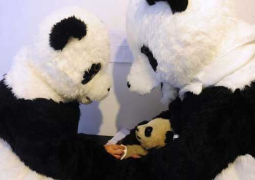 Researchers dressed as pandas introduce cubs to wild