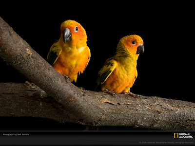 Sun Conures - Birds