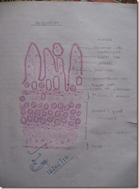 Deudenum diagram at histology slides database