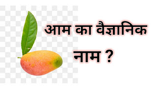 आम का वैज्ञानिक नाम क्या हैं? (What is the scientific name of mango)