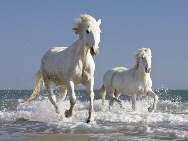 Beautiful Cute White Horse Pictures / Photos / Wallpapers / Running Horse