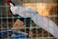 Silver Pheasant  at Bannerghatta National Park, #traveldiary1234